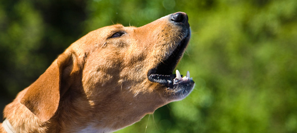 Große Unterschiede bei Hundesteuer