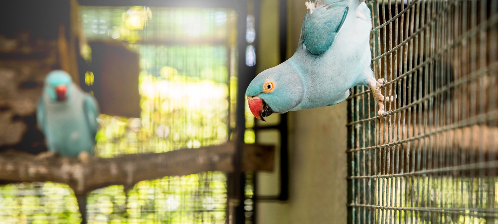 Bakterien: Vogelhaus im Tierpark Recklinghausen geschlossen