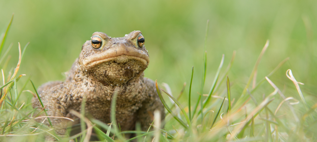 Krötenwanderung sorgt für Straßensperrungen in Dorsten