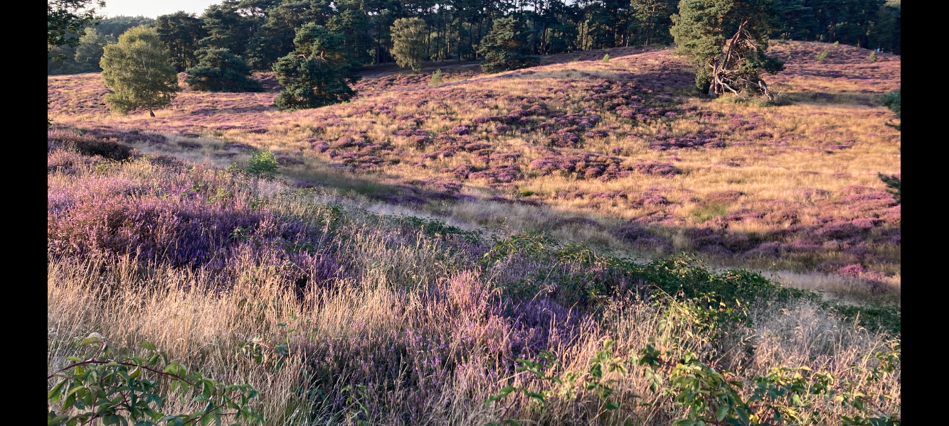 Die Heide in Haltern am See blüht wieder