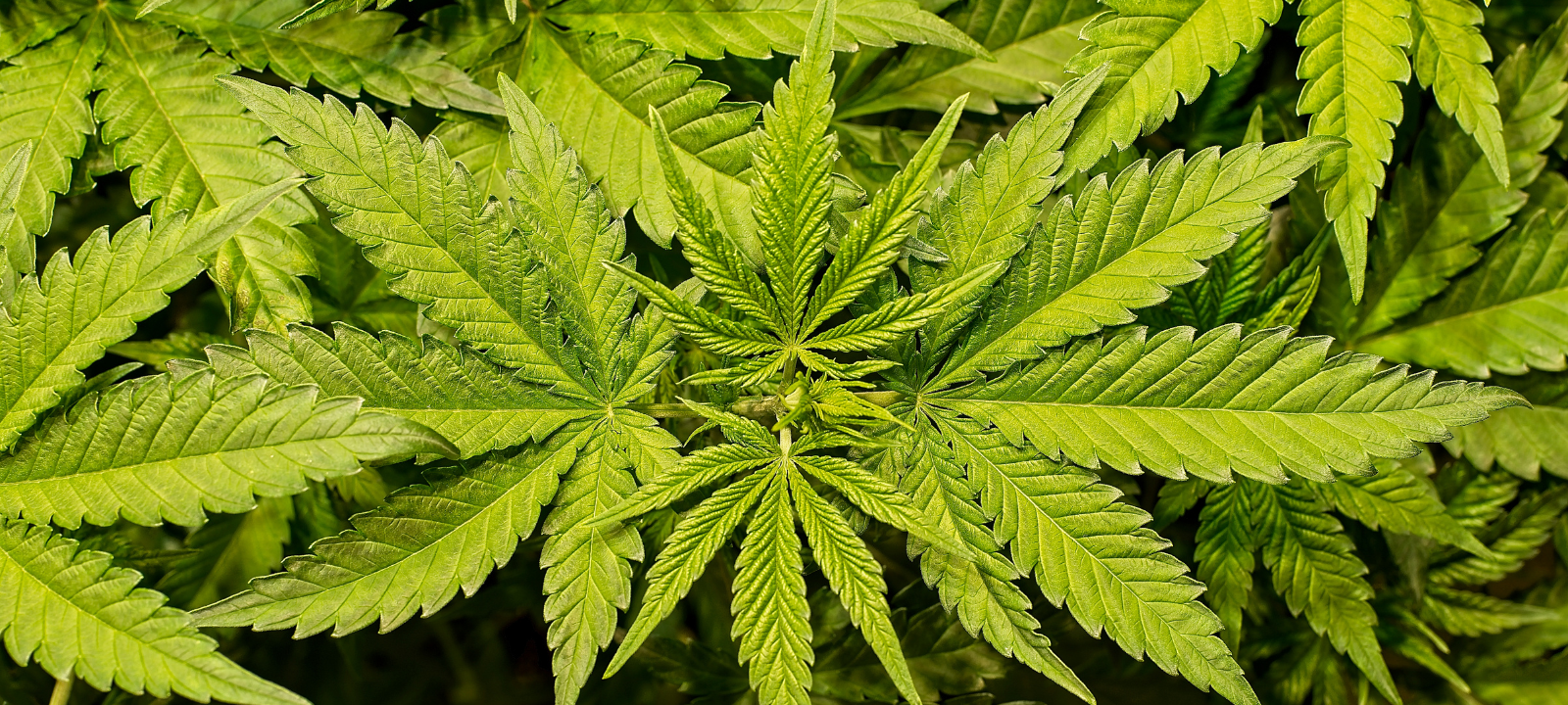 Wo Kiffen im Kreis Recklinghausen erlaubt ist