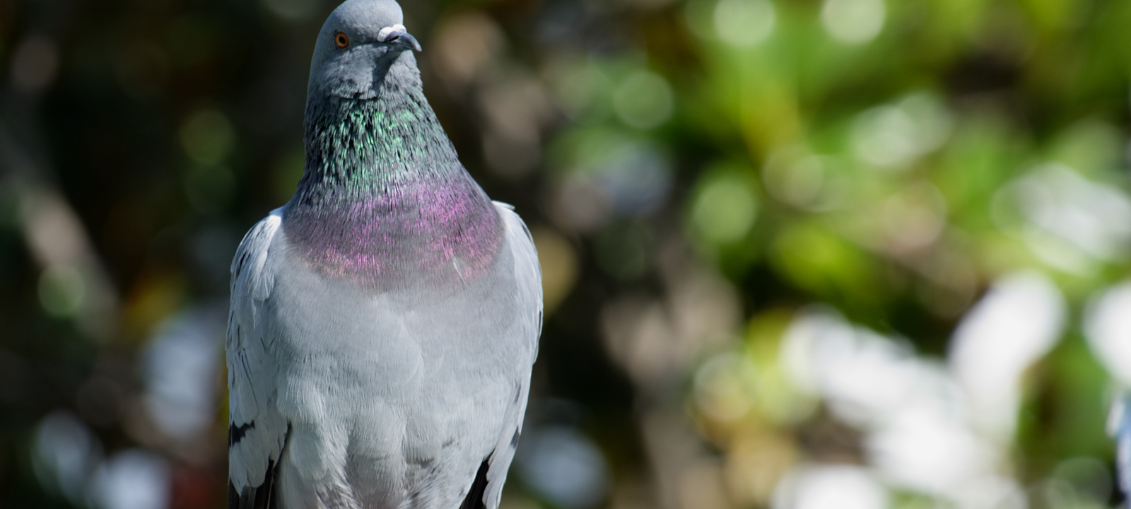 Projekt in Recklinghausen: Weniger Tauben in der Innenstadt