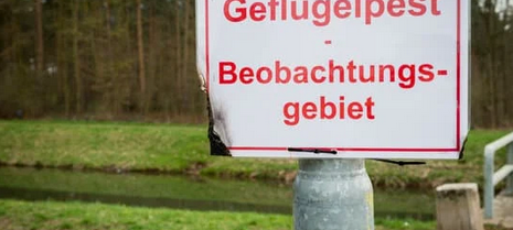 Geflügelpest in Bottrop-Kirchhellen nachgewiesen