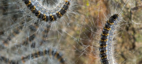 Mit Paintball-Waffen gegen giftige Raupen