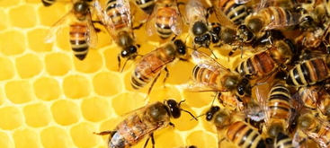 Amerikanische Faulbrut: Erregersporen in Lembeck nachgewiesen