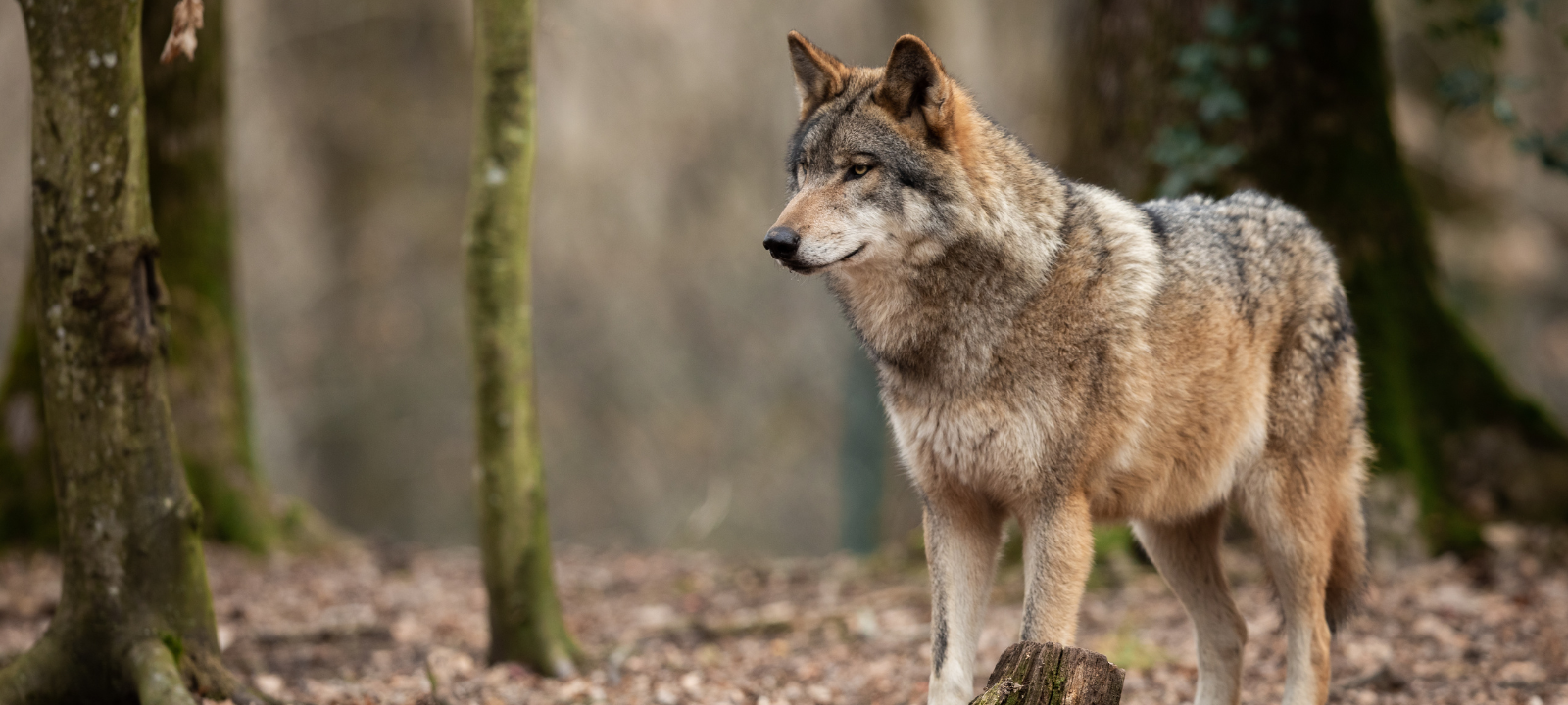 Dorsten: Wölfin Gloria: Vorerst doch kein Abschuss