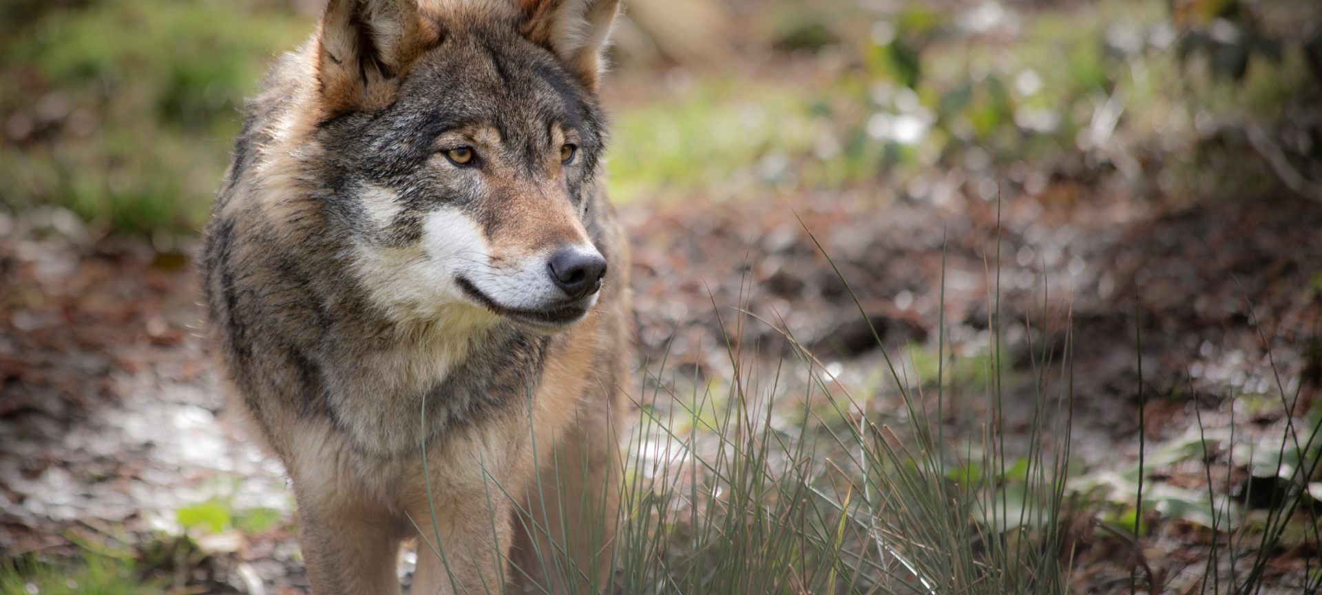 Kreis Wesel fordert weiter den Abschuss von Wölfin "Gloria"