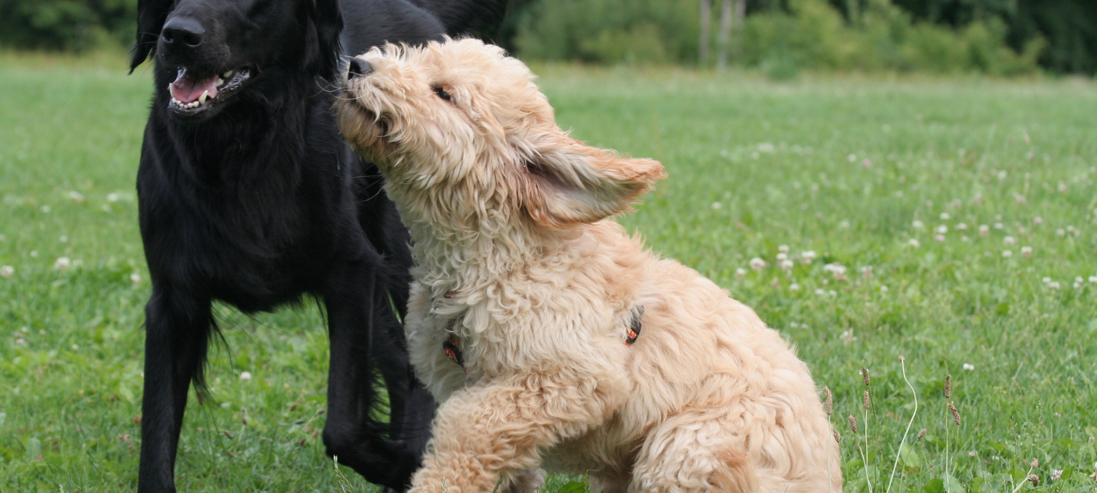 Hundewiese in Recklinghausen wird eröffnet