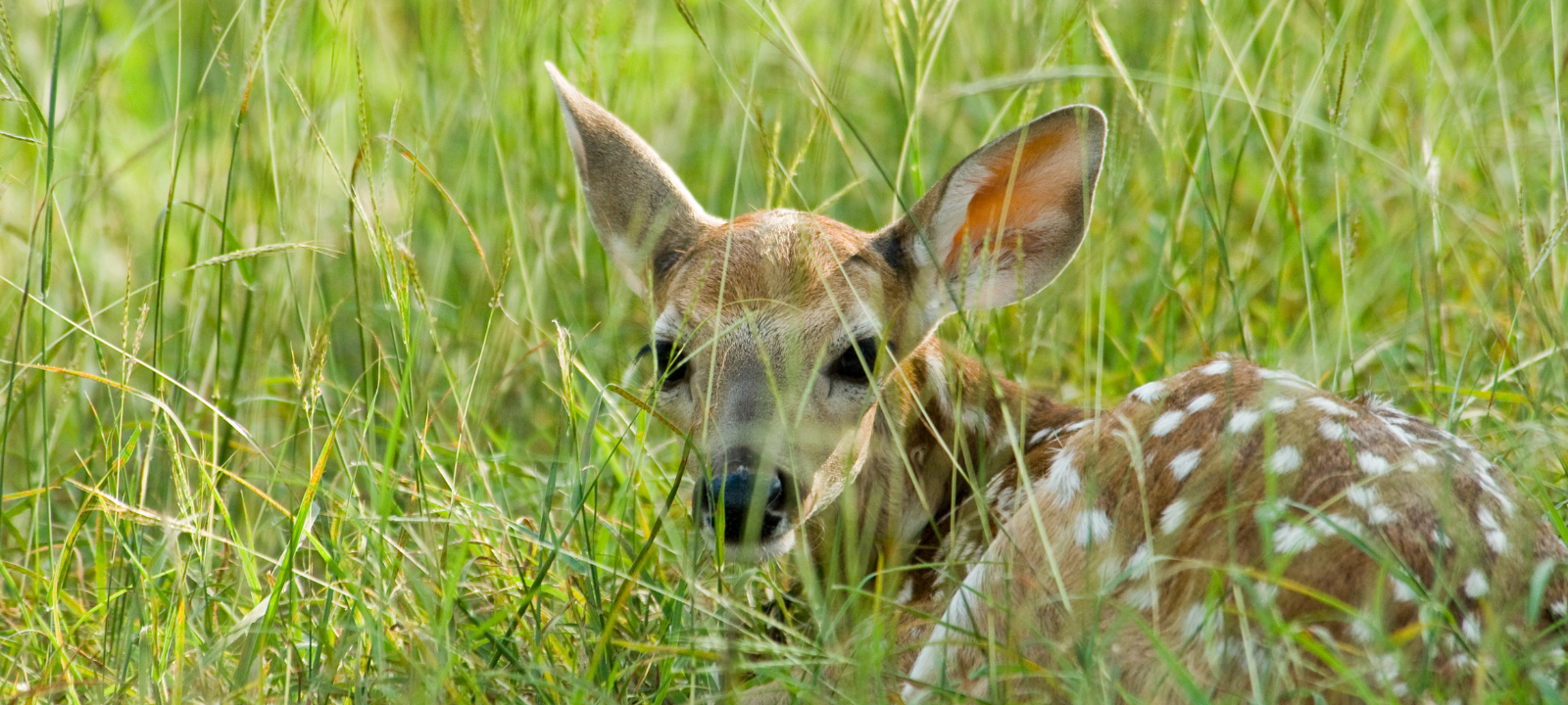 Marl: Drohnen retten Rehkitze vor dem Tod
