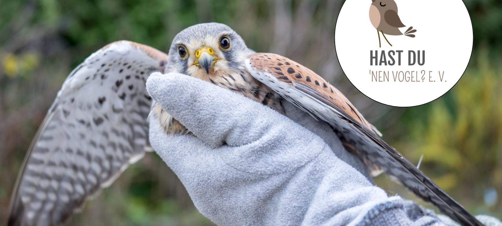 Kreis Recklinghausen: Verletzten Vogel gefunden? Hier bekommt ihr Hilfe