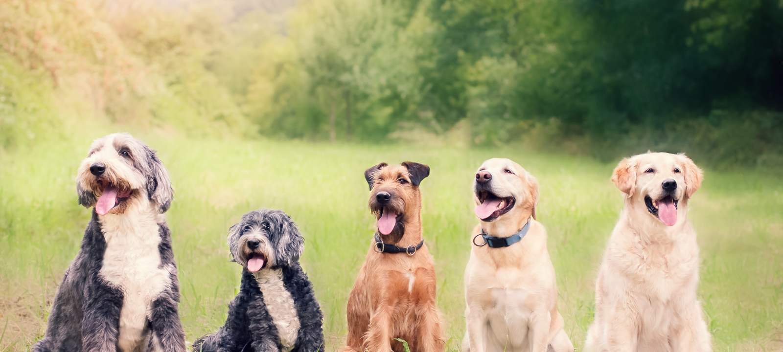 Hundesteuer: So viel kassieren die Städte im Kreis Recklinghausen