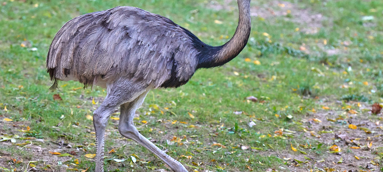 Haltern: Polizei und Veterinäramt suchen Nandu