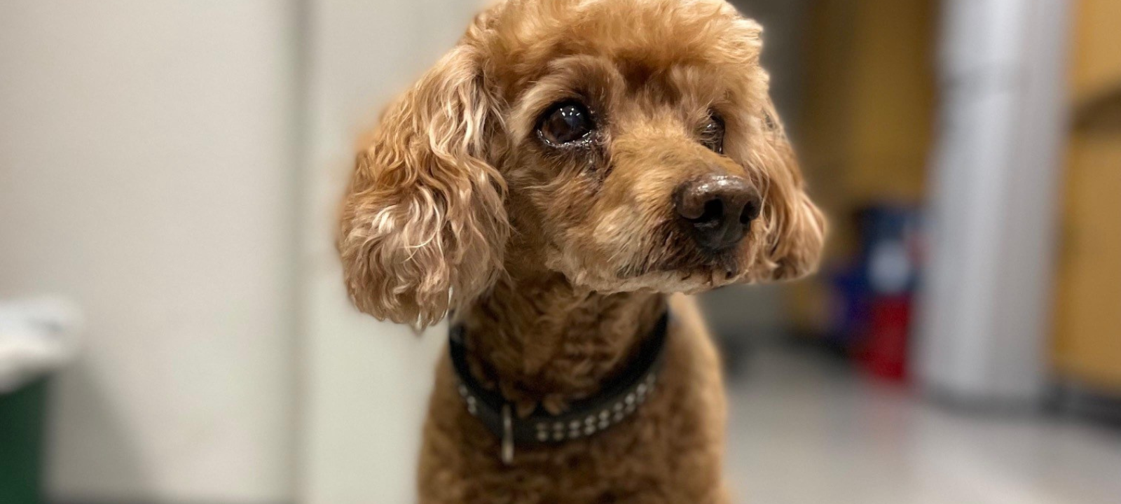 Recklinghausen: Polizist rettet ausgebüxten Pudel