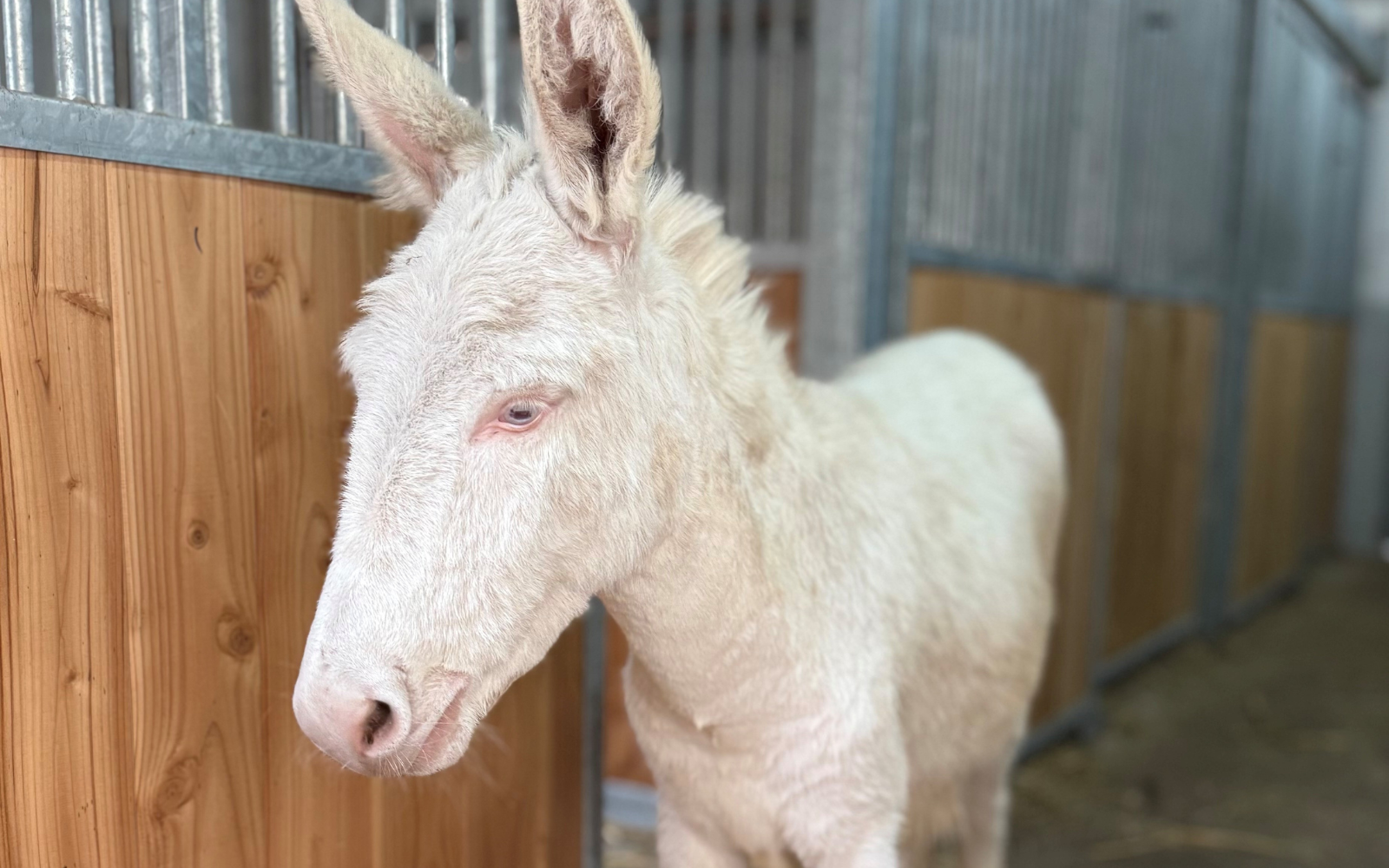 Im Recklinghäuser Tierpark ist eine seltene, weiße Eselin eingezogen.
