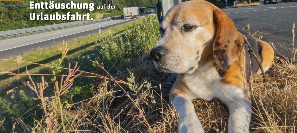 Plakataktion gegen das Aussetzen von Tieren