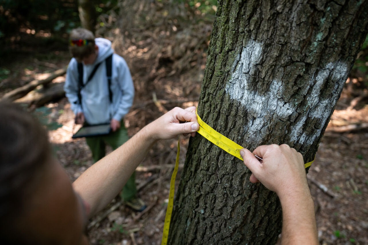 Ein Förster misst während eines Fototermins zur Waldzustandserhebung, bei dem der Gesundheitszustand von Berliner Waldbäume stichprobenartig aufgenommen wird, den Umfang eines Baums, der als Messpunkt markiert ist. Im Hintergrund trägt ein Kollege die Daten auf einem Tablet ein. Die Ergebnisse werden im Berliner Waldzustandsbericht zusammengefasst. Er wird voraussichtlich im November veröffentlicht.