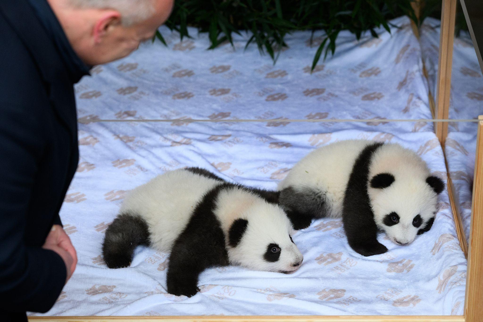 Panda-Zwillinge im Berliner Zoo